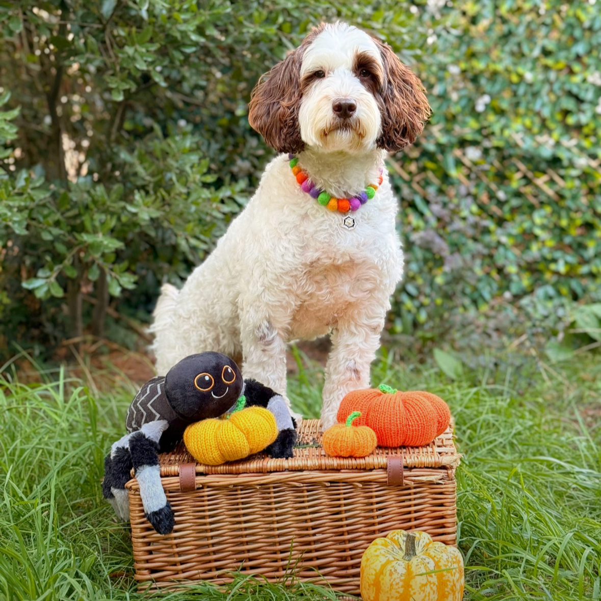 Trick or Treat Pom Pom Collar