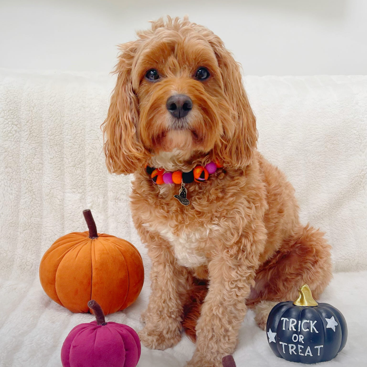 Bewitched Pom Pom Collar