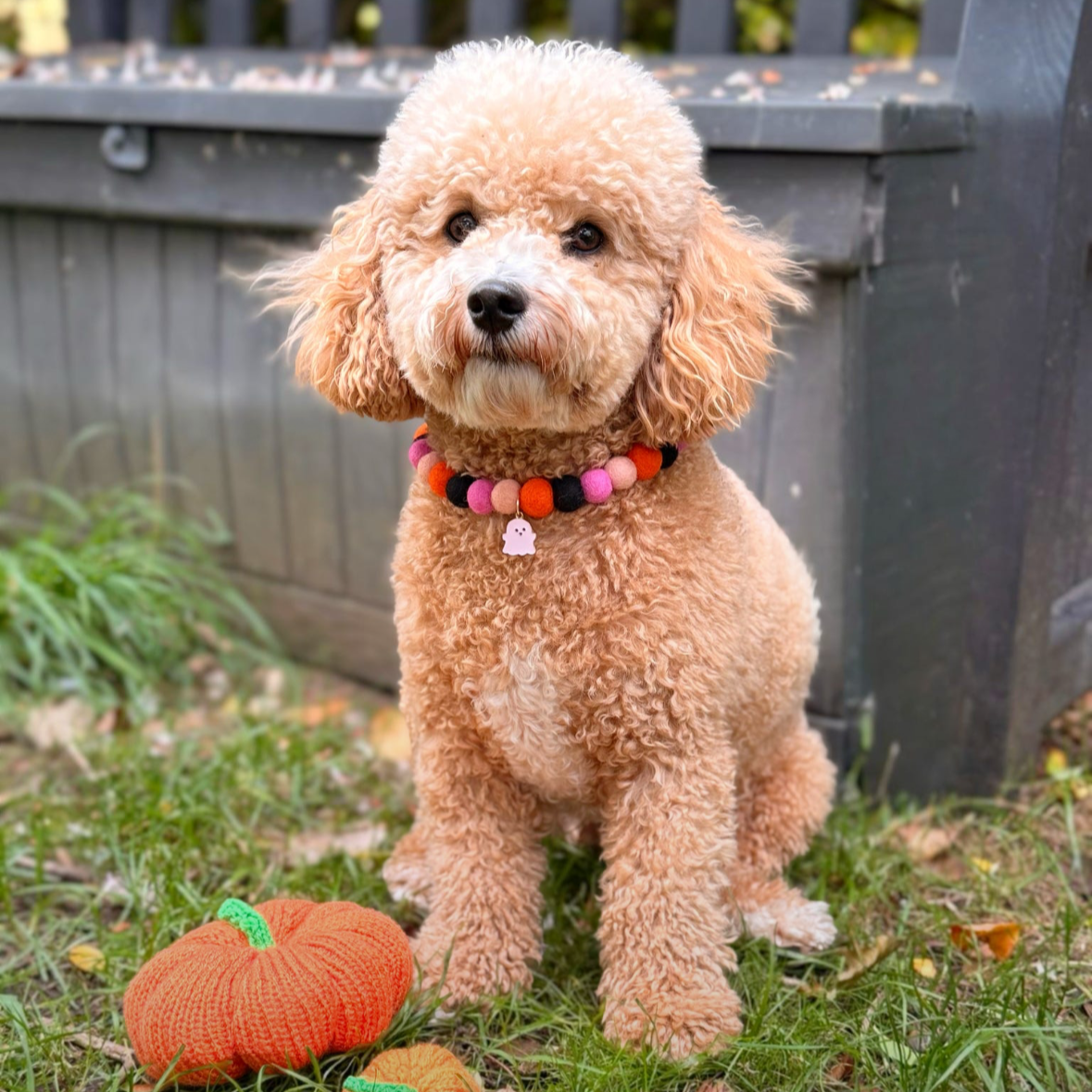Hallow Queen Pom Pom Collar