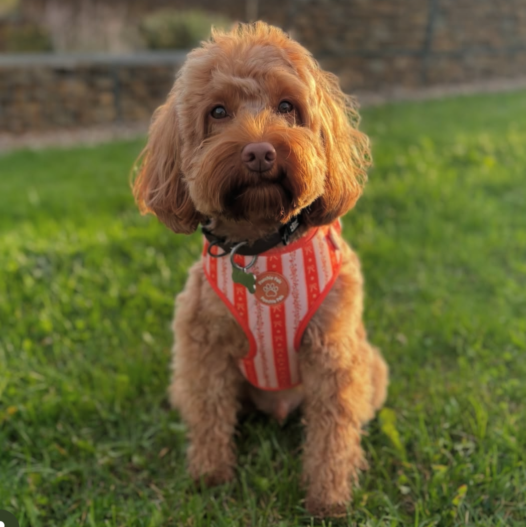 Bow & Blooms Dog Harness