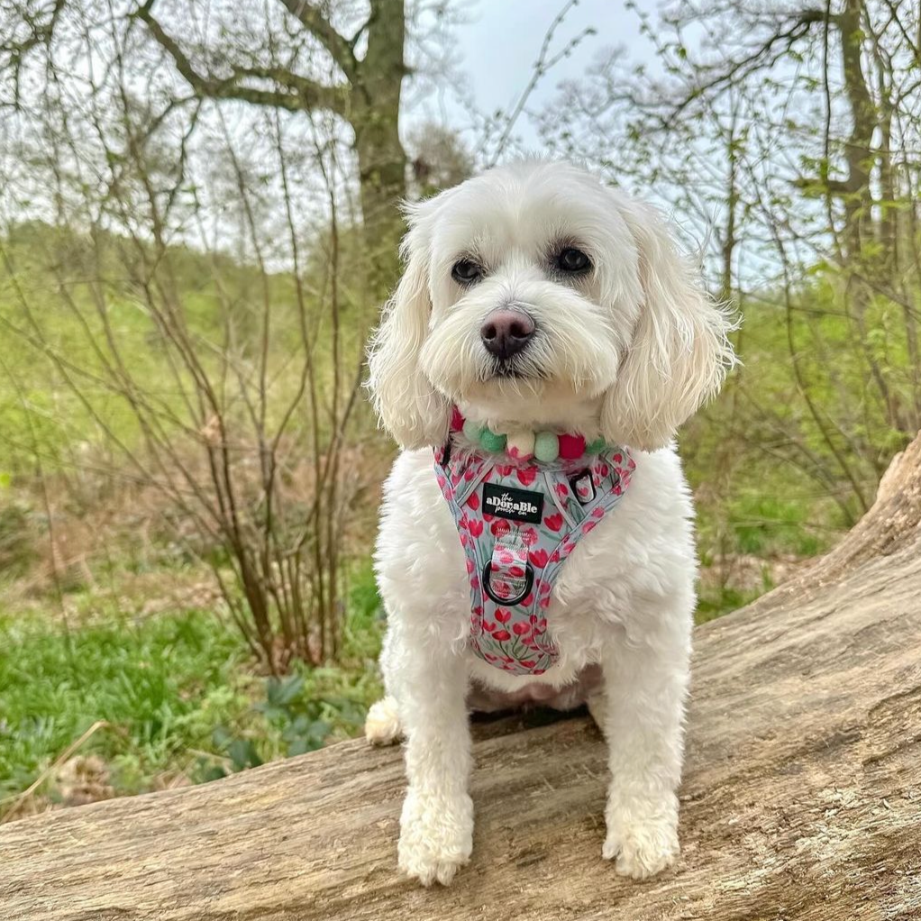 Secret Garden Flower Pom Pom Collar