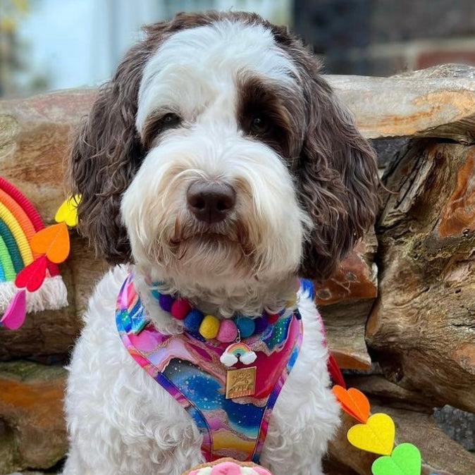 Custom Pom Pom Collars