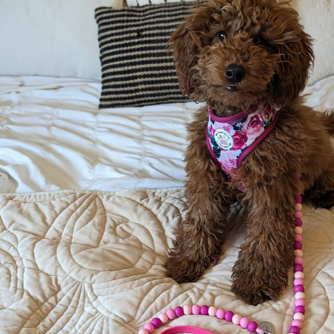 Ruby Doo Biothane Dog Lead