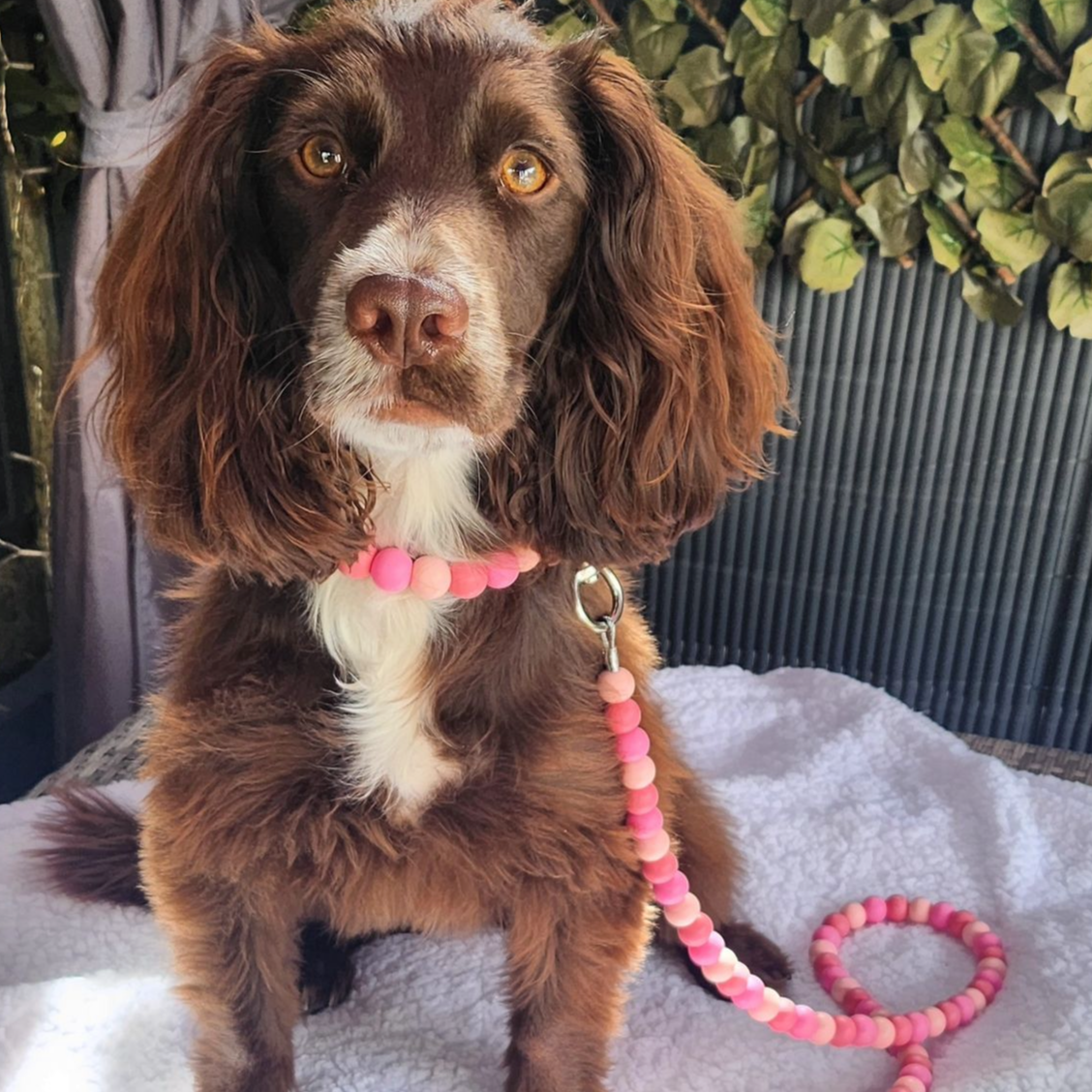 Raspberry Ripple Biothane Dog Lead