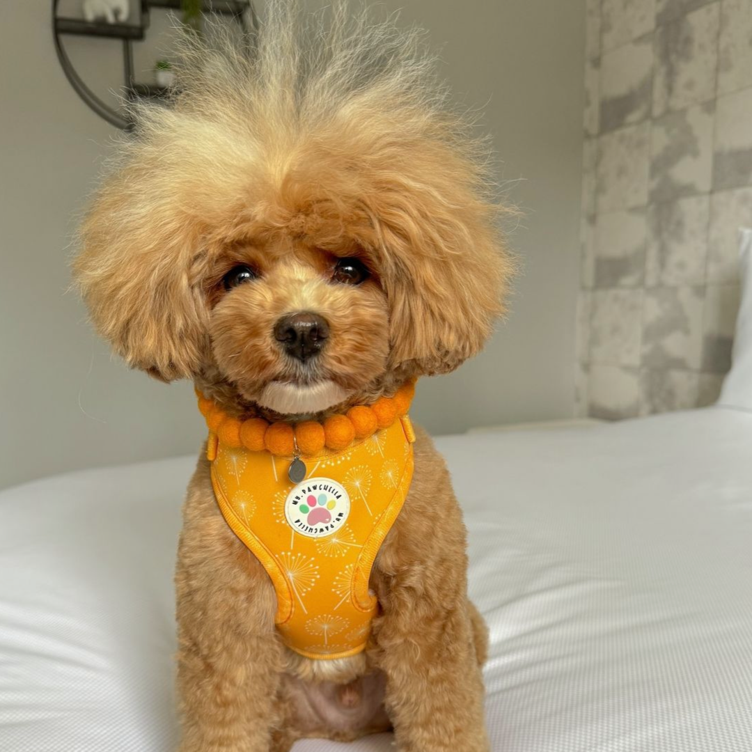 Persian Pom Pom Collar