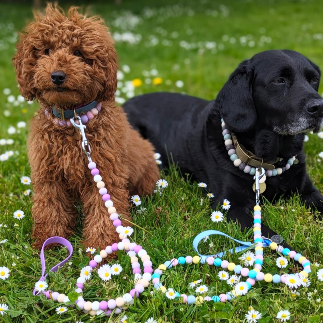 Custom Biothane Beaded Dog Lead