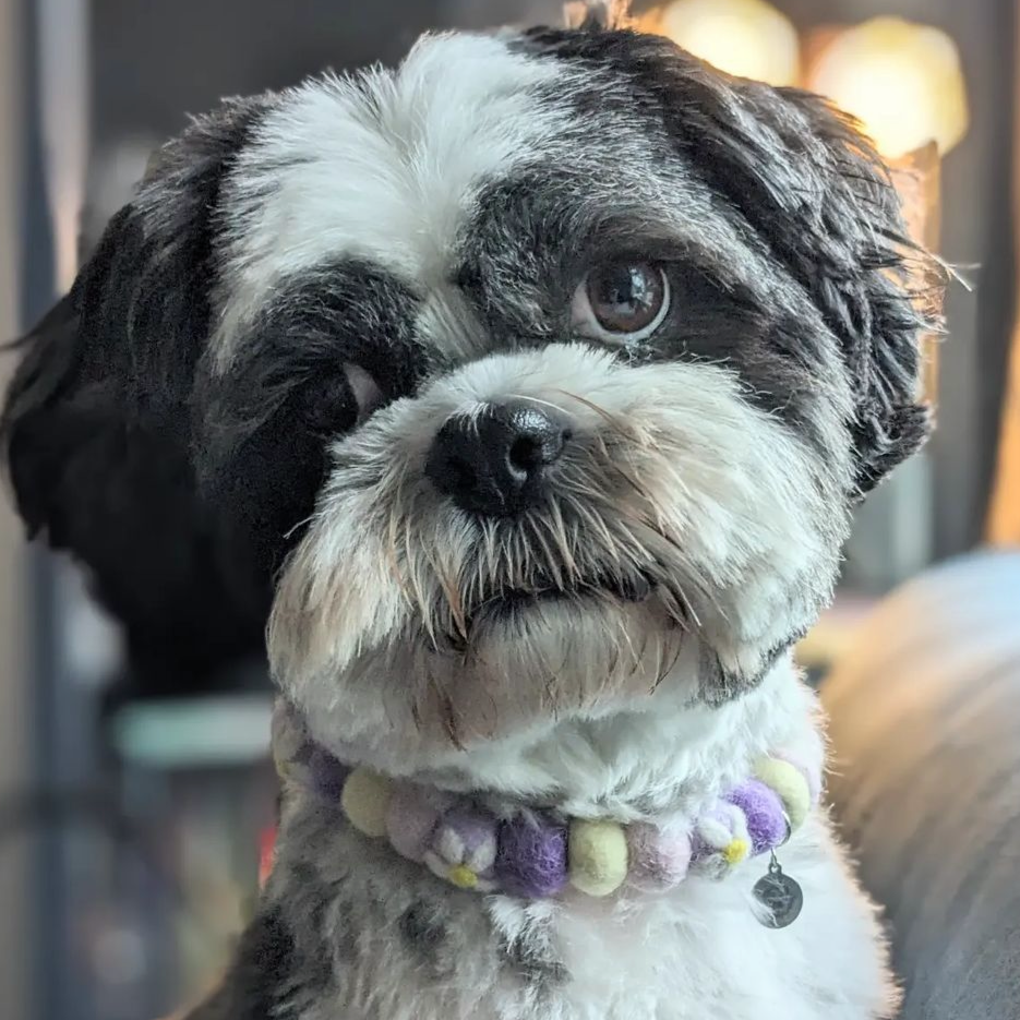 Daisy's Dream Flower Pom Pom Collar