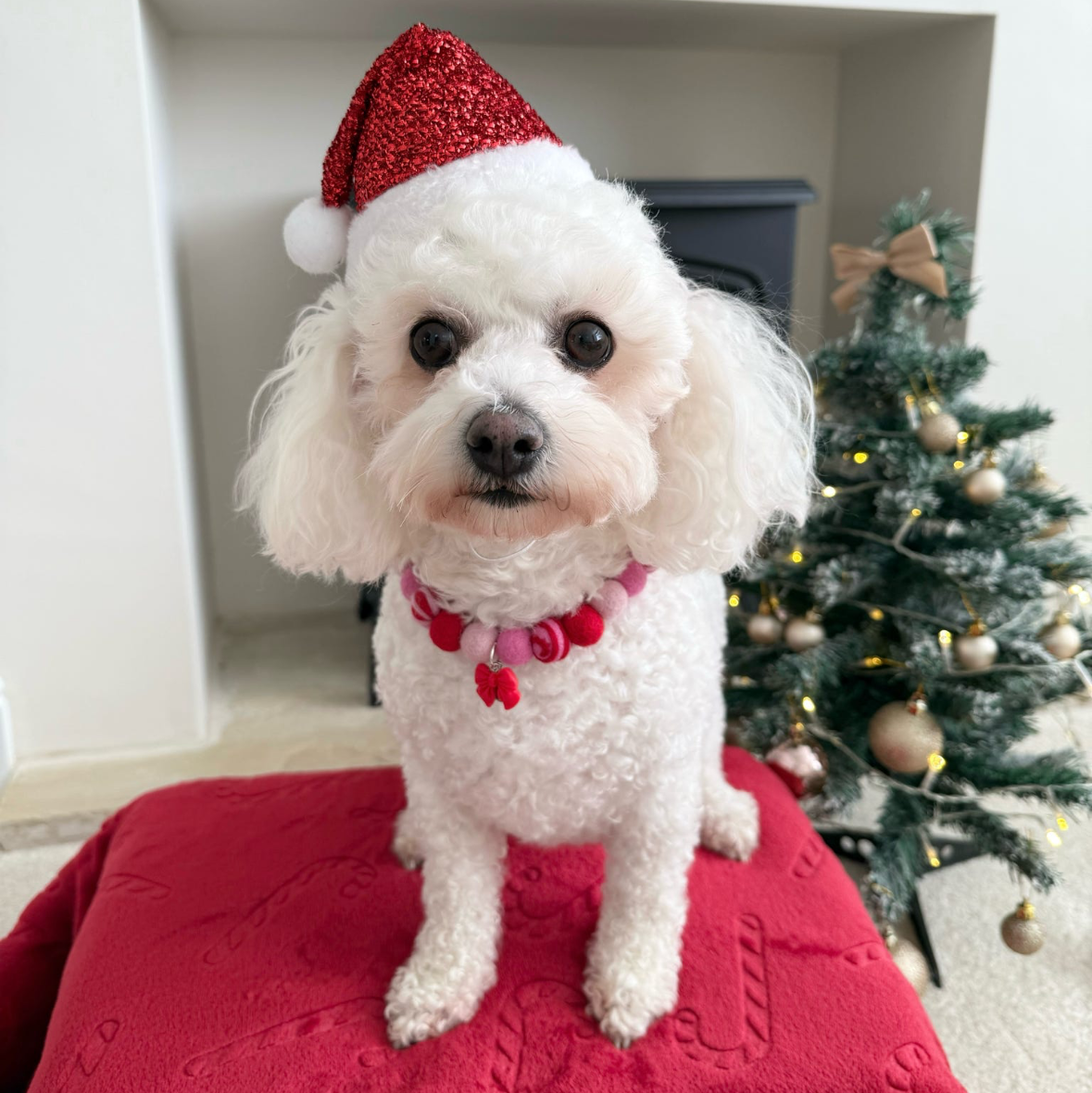 Swirl Christmas Collar