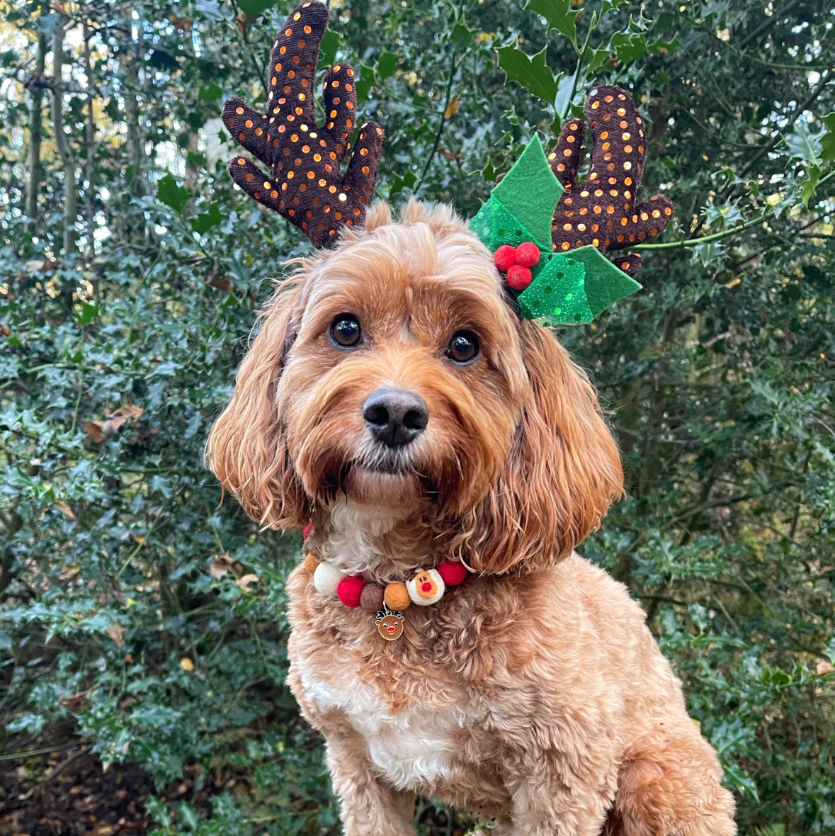Rudolph Collar