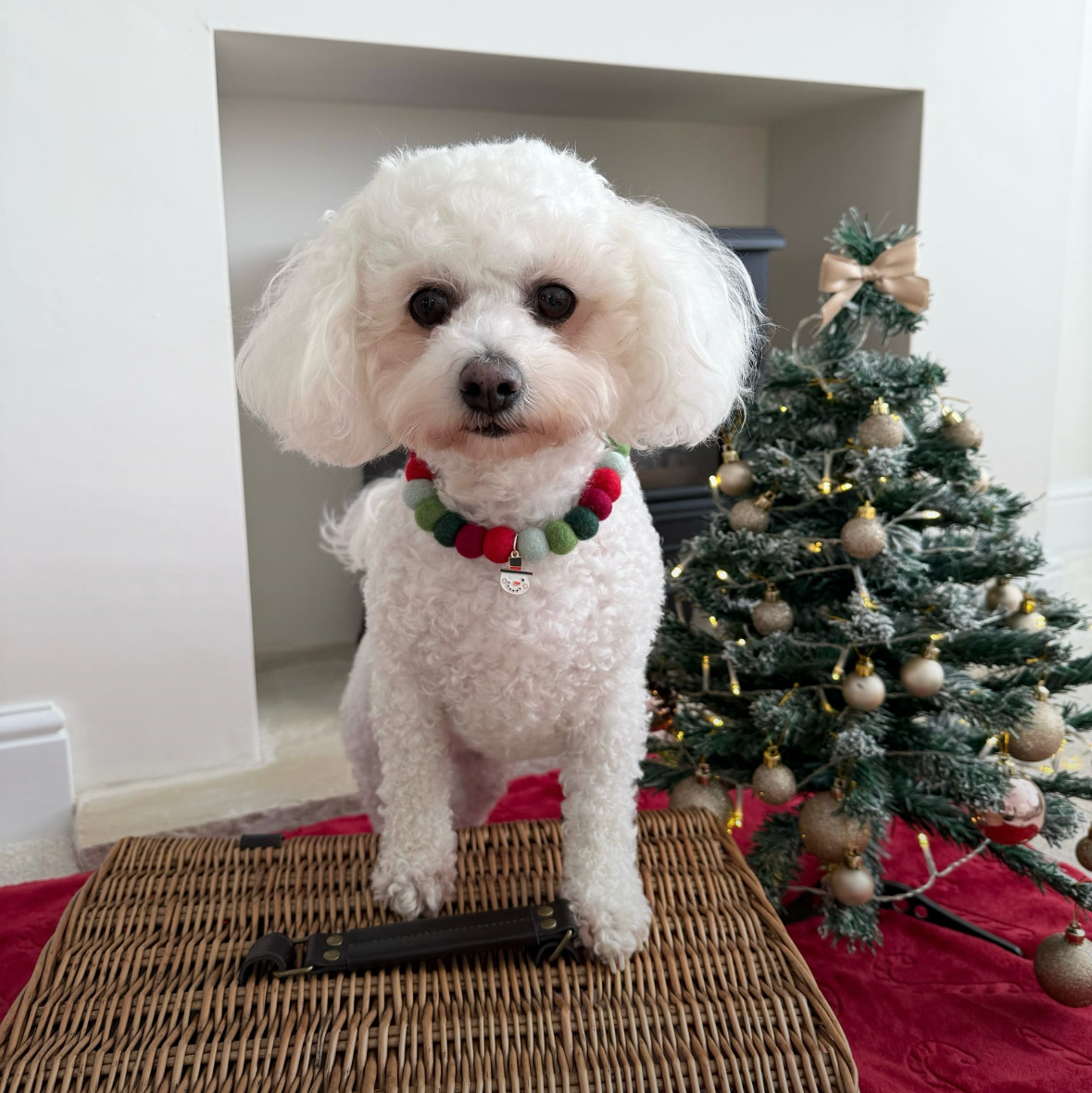 Colours of Christmas Collar
