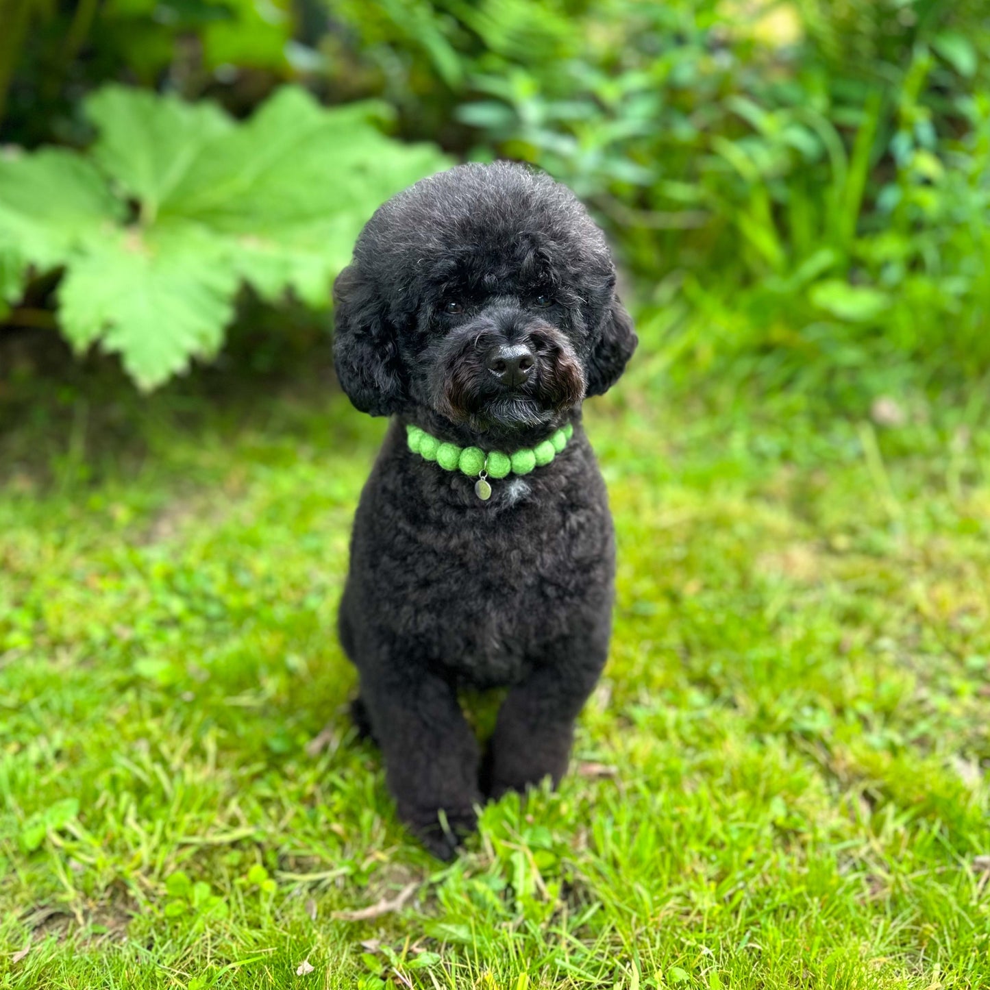 Grass Green Pom Pom Collar