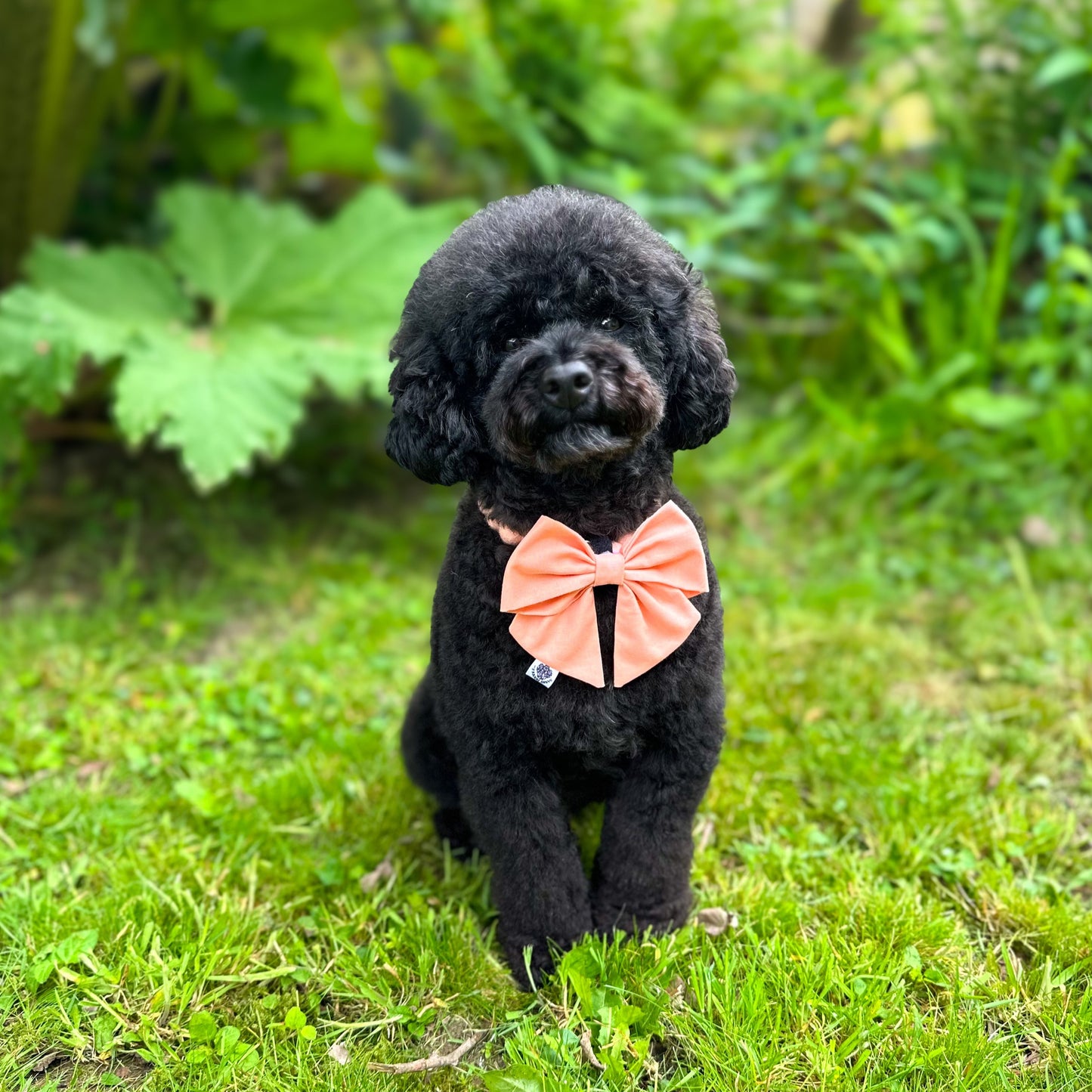Peach Pom Pom Collar