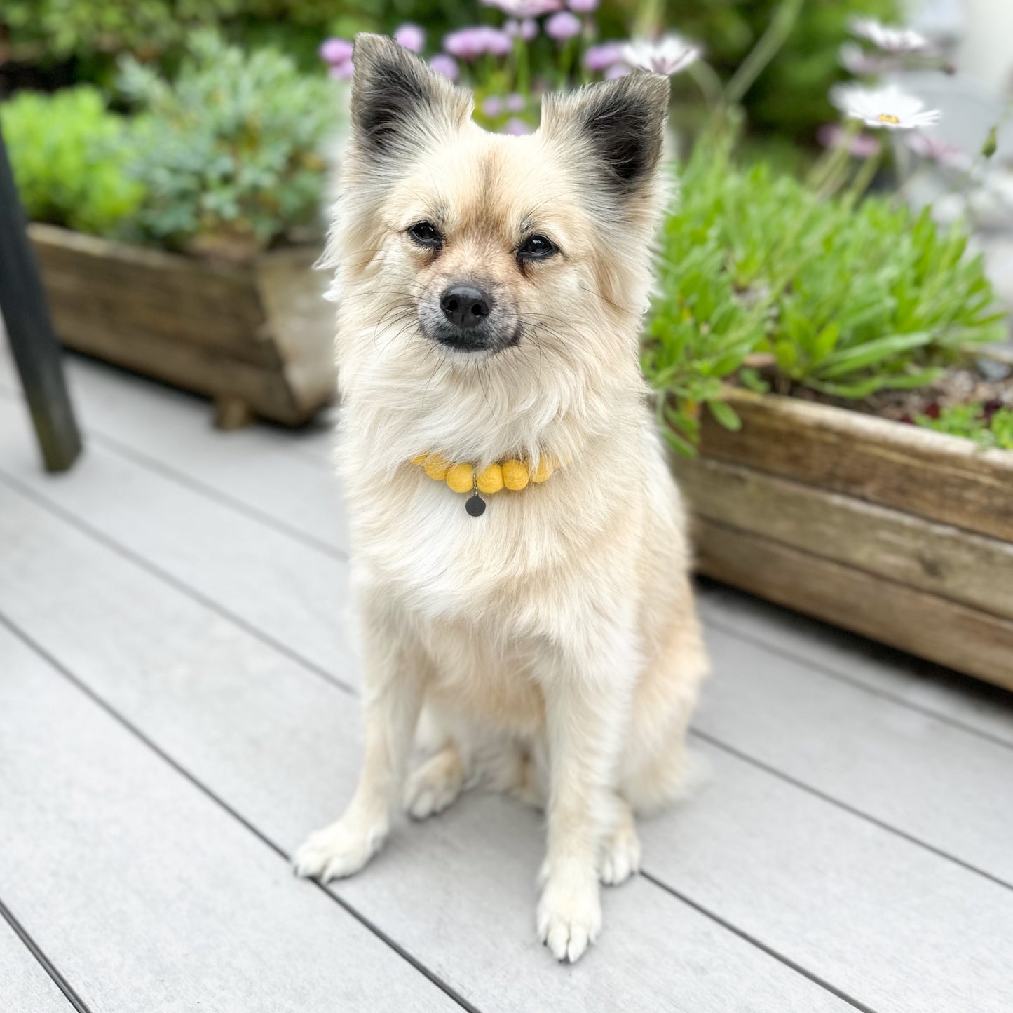 Sunshine Pom Pom Collar