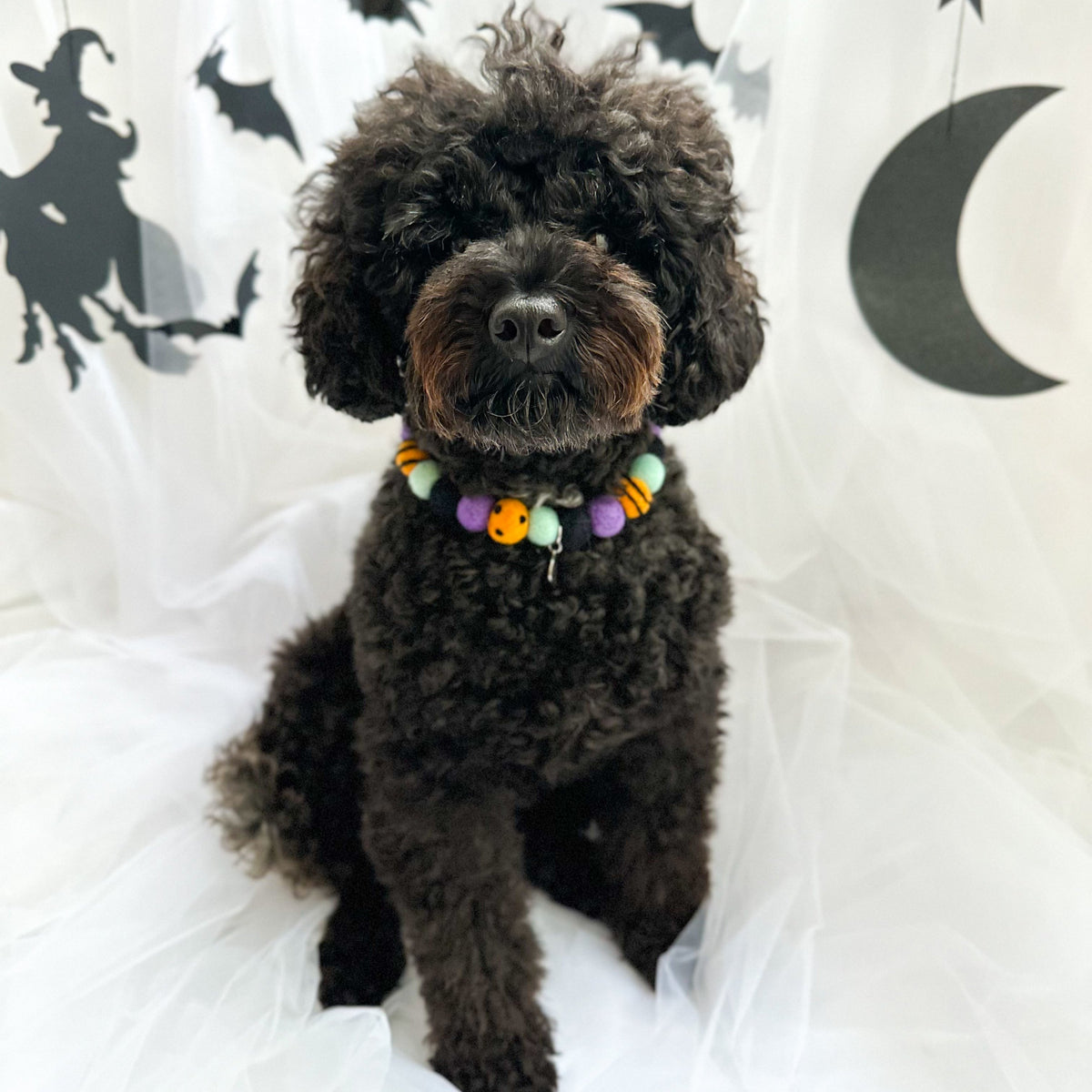 Hocus Pupus Halloween Pom Pom Collar