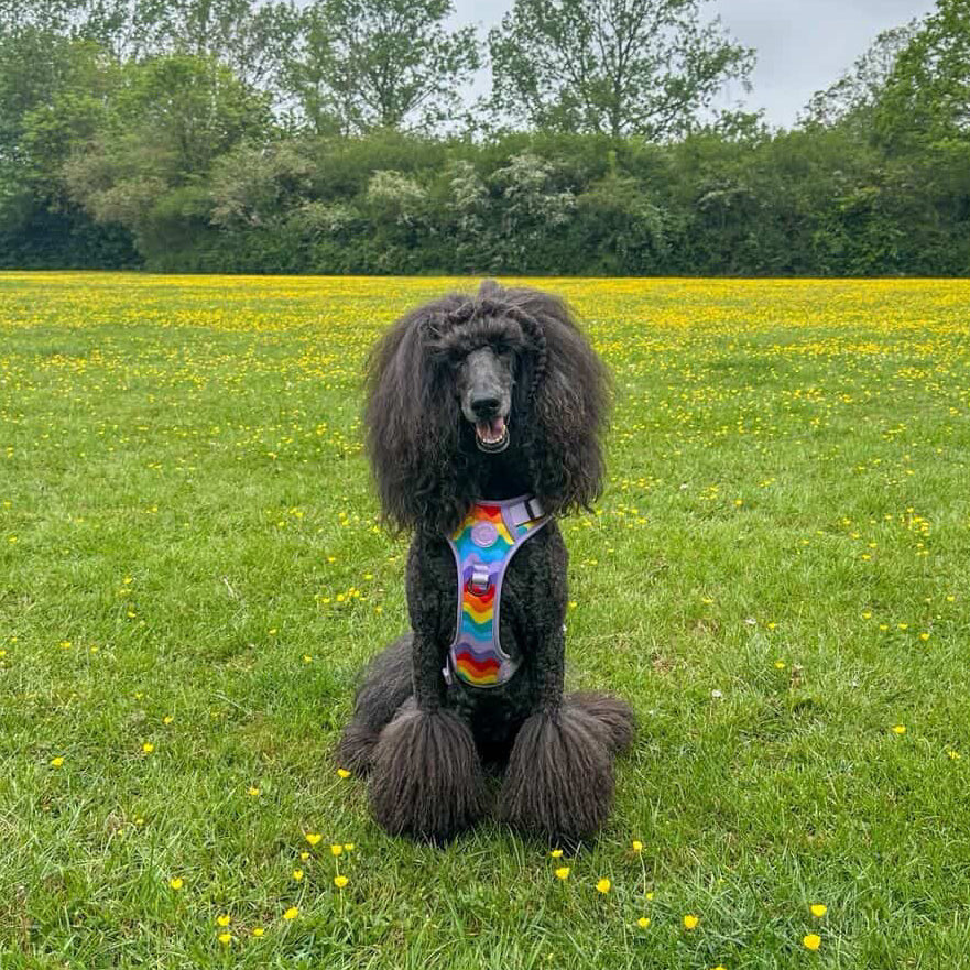 Rainbow Walkies 3 Click Harness