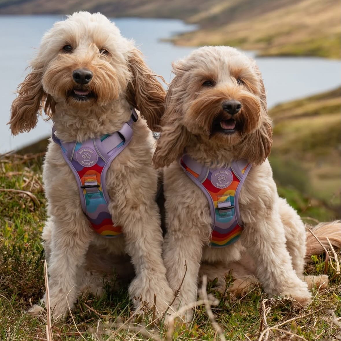 Rainbow Walkies 3 Click Harness