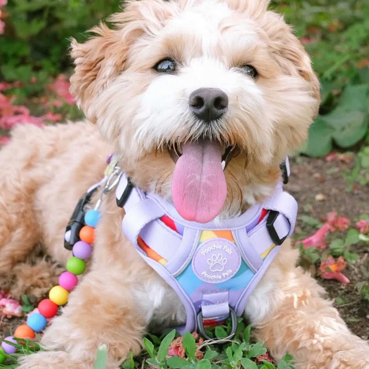Rainbow Walkies 3 Click Harness
