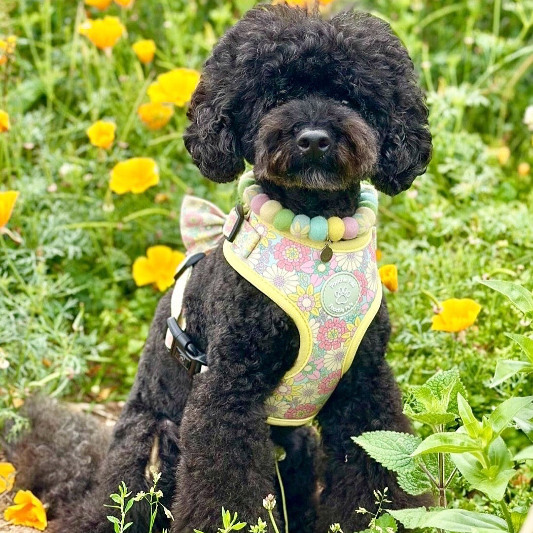 Black dog wearing a colorful harness in a field of flowers