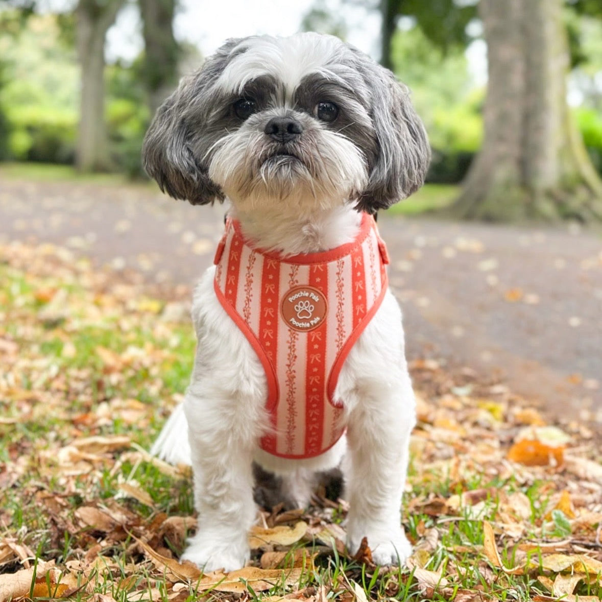 Bow & Blooms Dog Harness