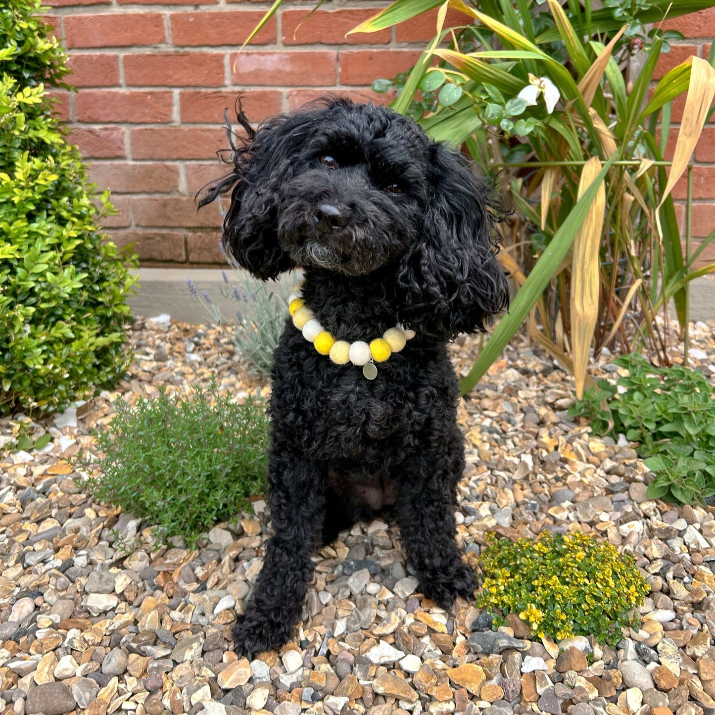 Lemon Sorbet Pom Pom Collar