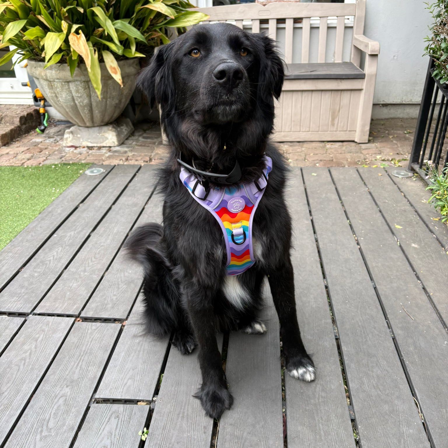 large breed dog wearing 3 click rainbow dog harness