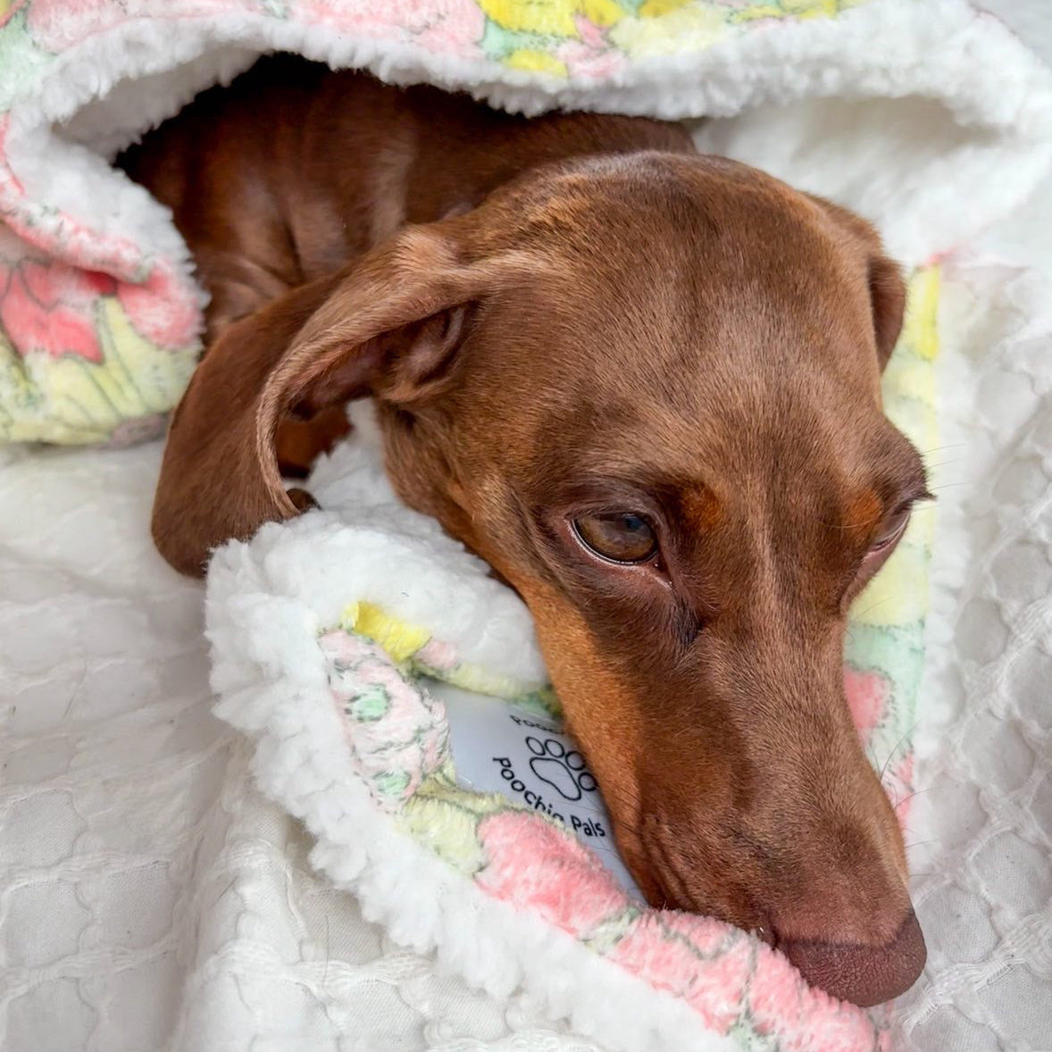 Dog peeking out from under a soft, floral-patterned blanket