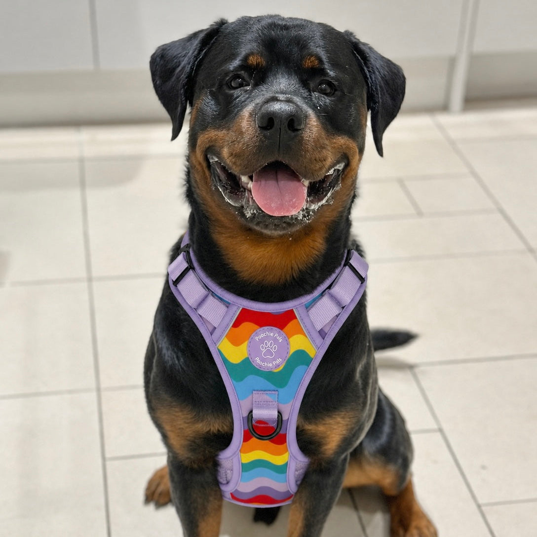 large breed dog wearing rainbow 3 click dog harness