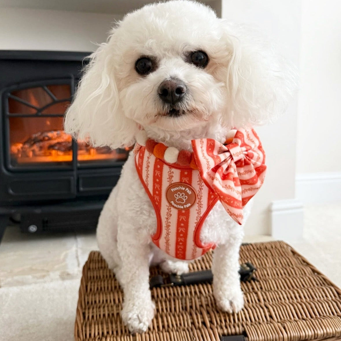 Bow & Blooms Dog Harness