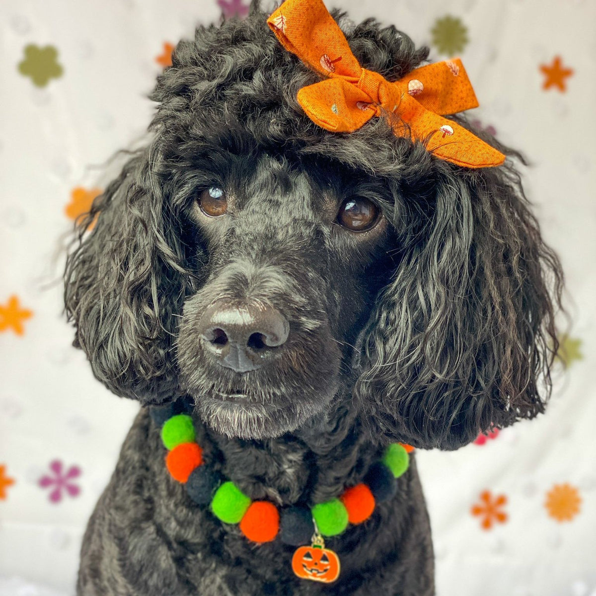 Howl-O-Ween Pom Pom Collar