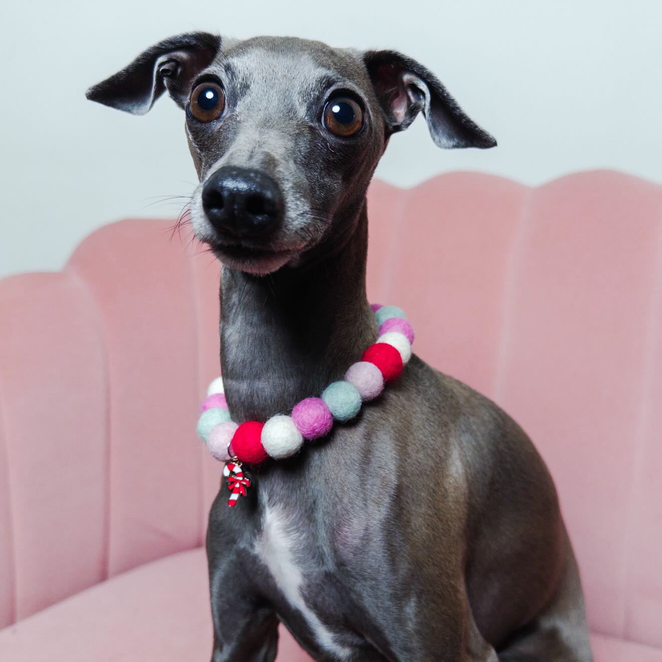 Candy Cane Collar