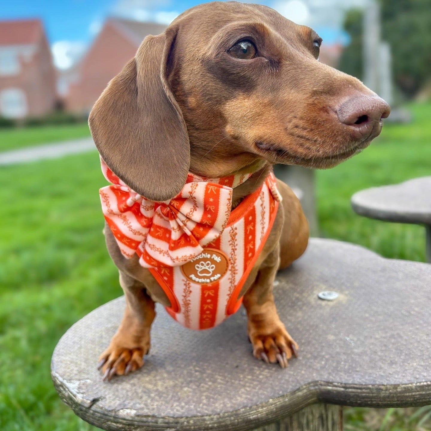Bow & Blooms Dog Harness