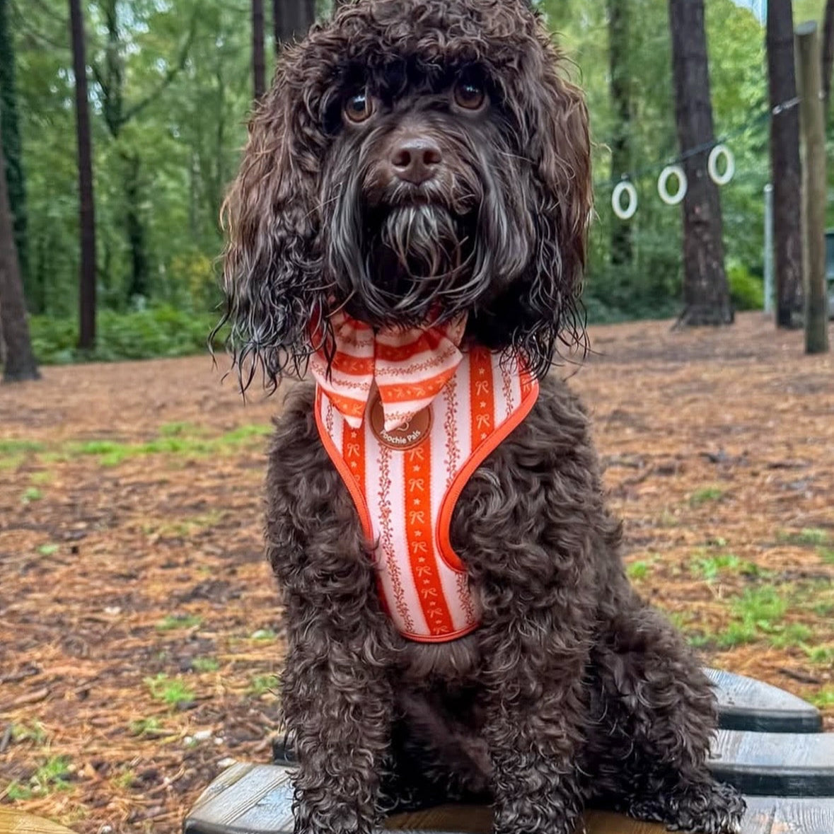 Bow & Blooms Dog Harness
