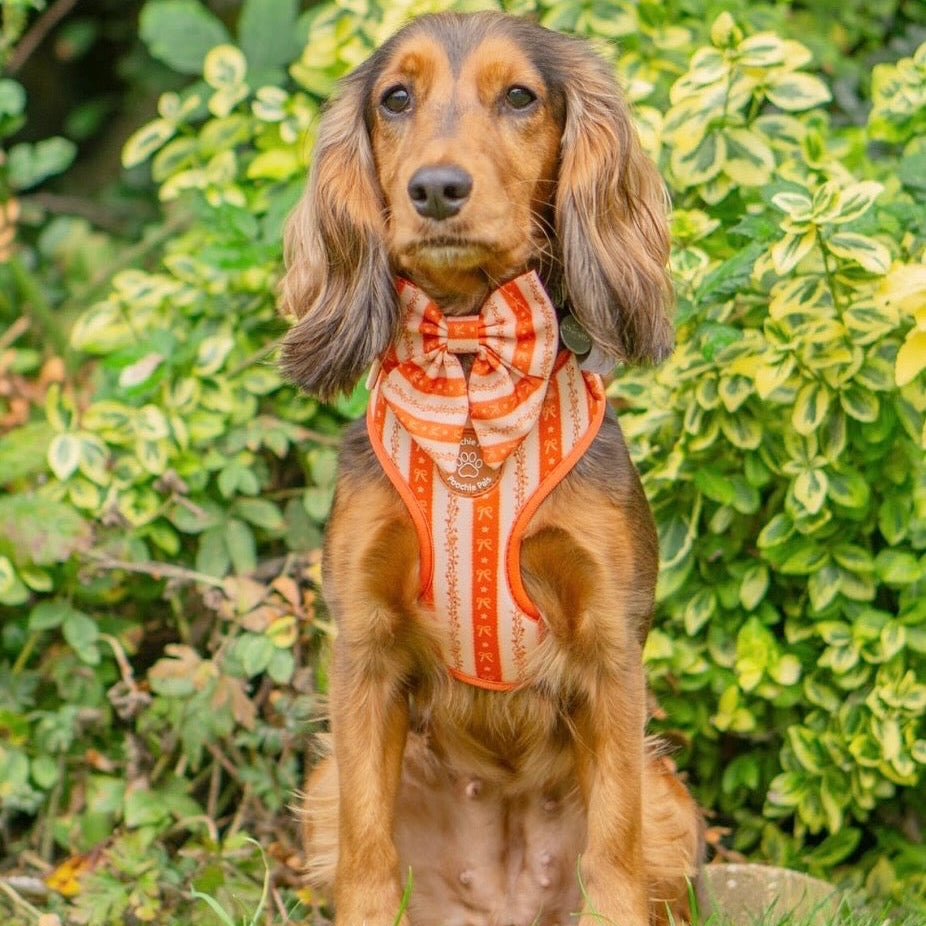 Bow & Blooms Dog Harness