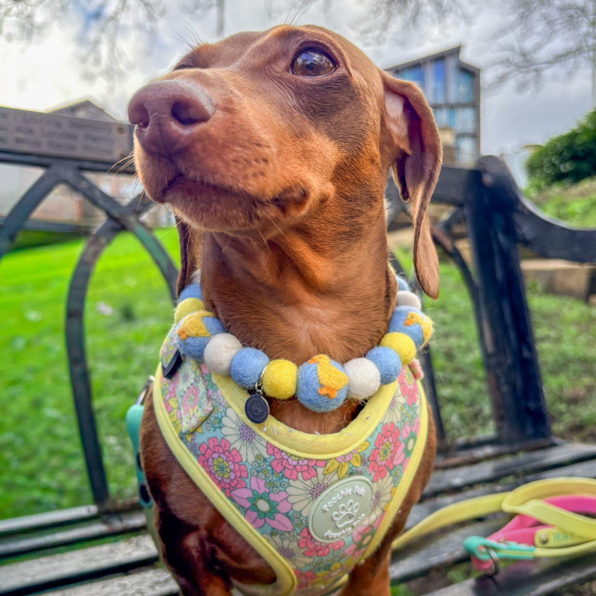Duckie Pom Pom Collar