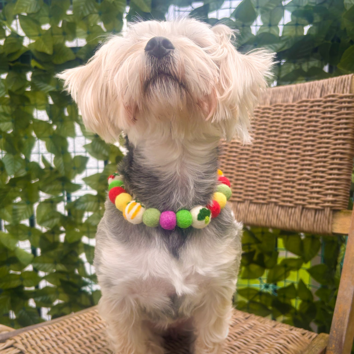 Katies Allotment Pom Pom Collar
