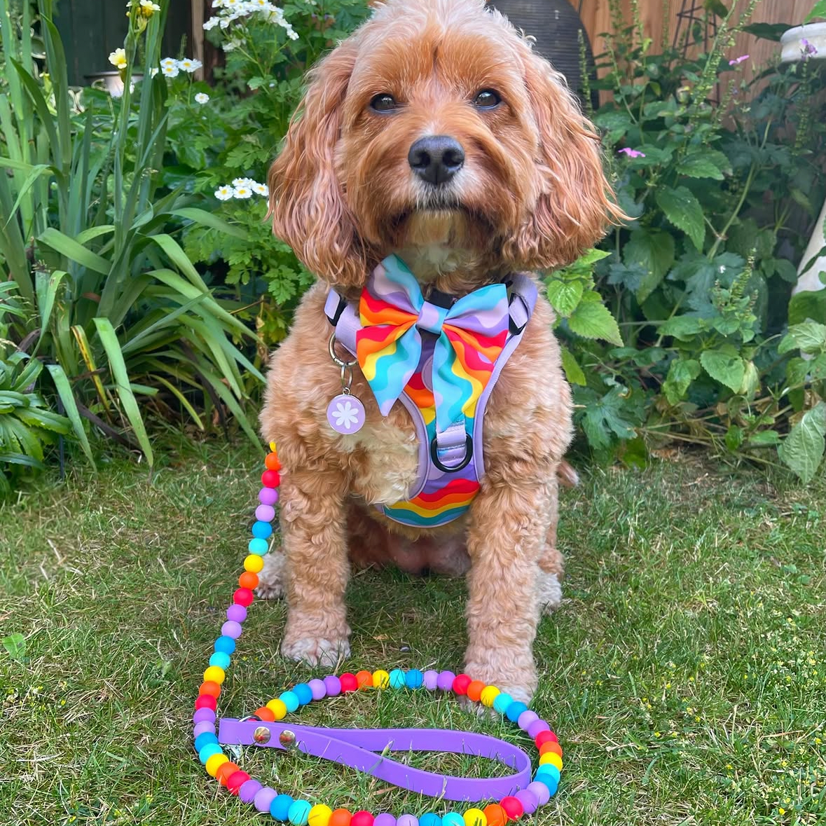 Rainbow Walkies Beaded Dog Lead