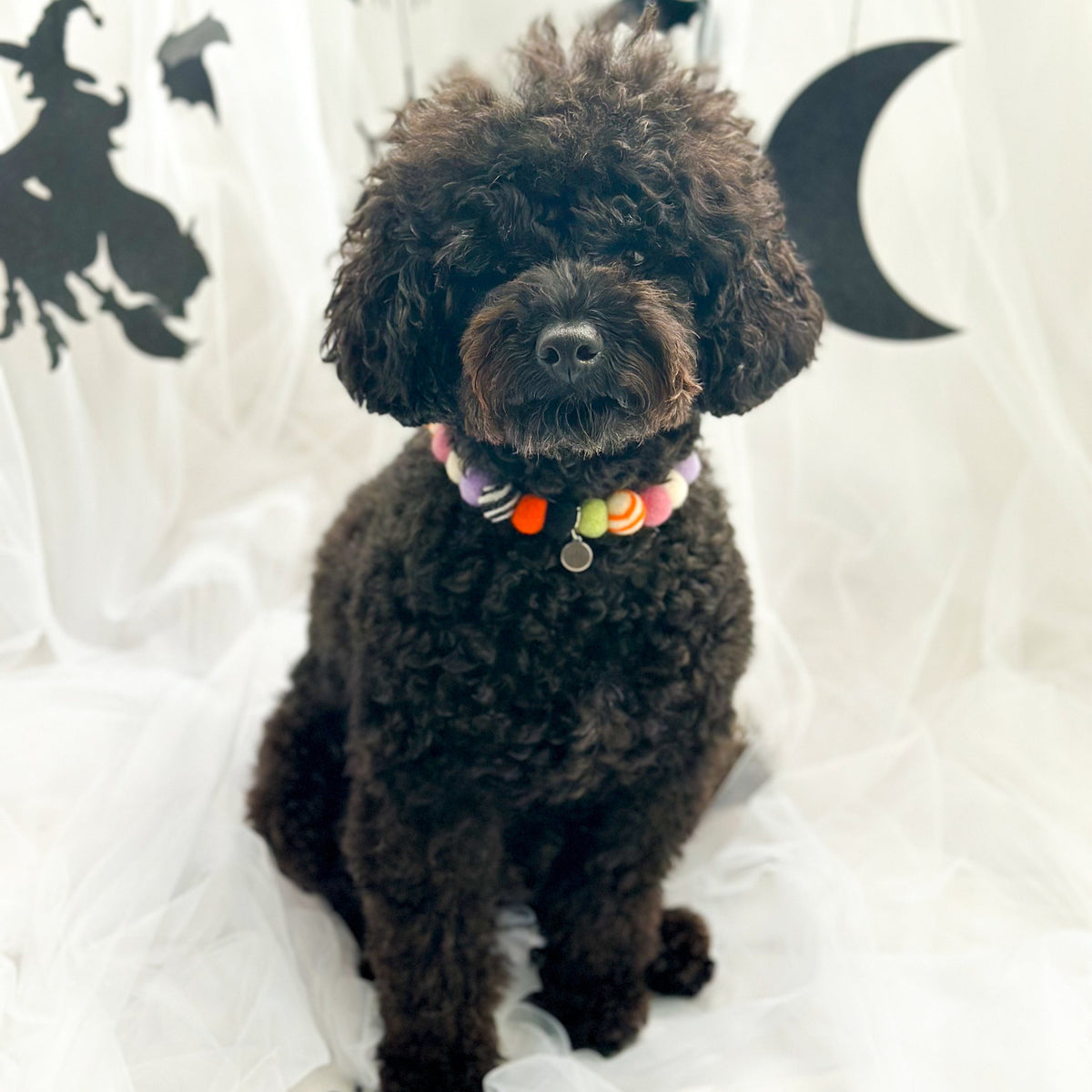 Trick or Treat Halloween Pom Pom Collar