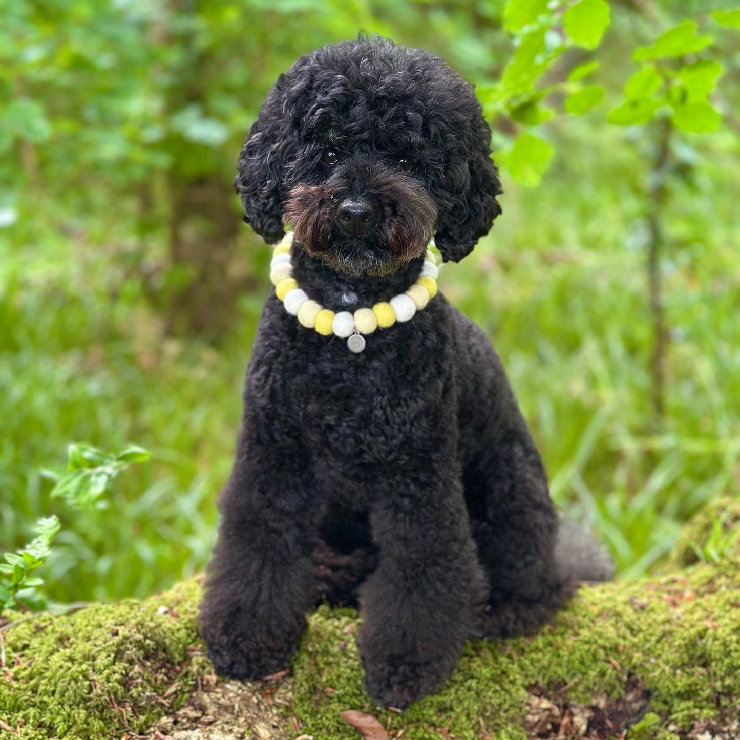Lemon Sorbet Pom Pom Collar