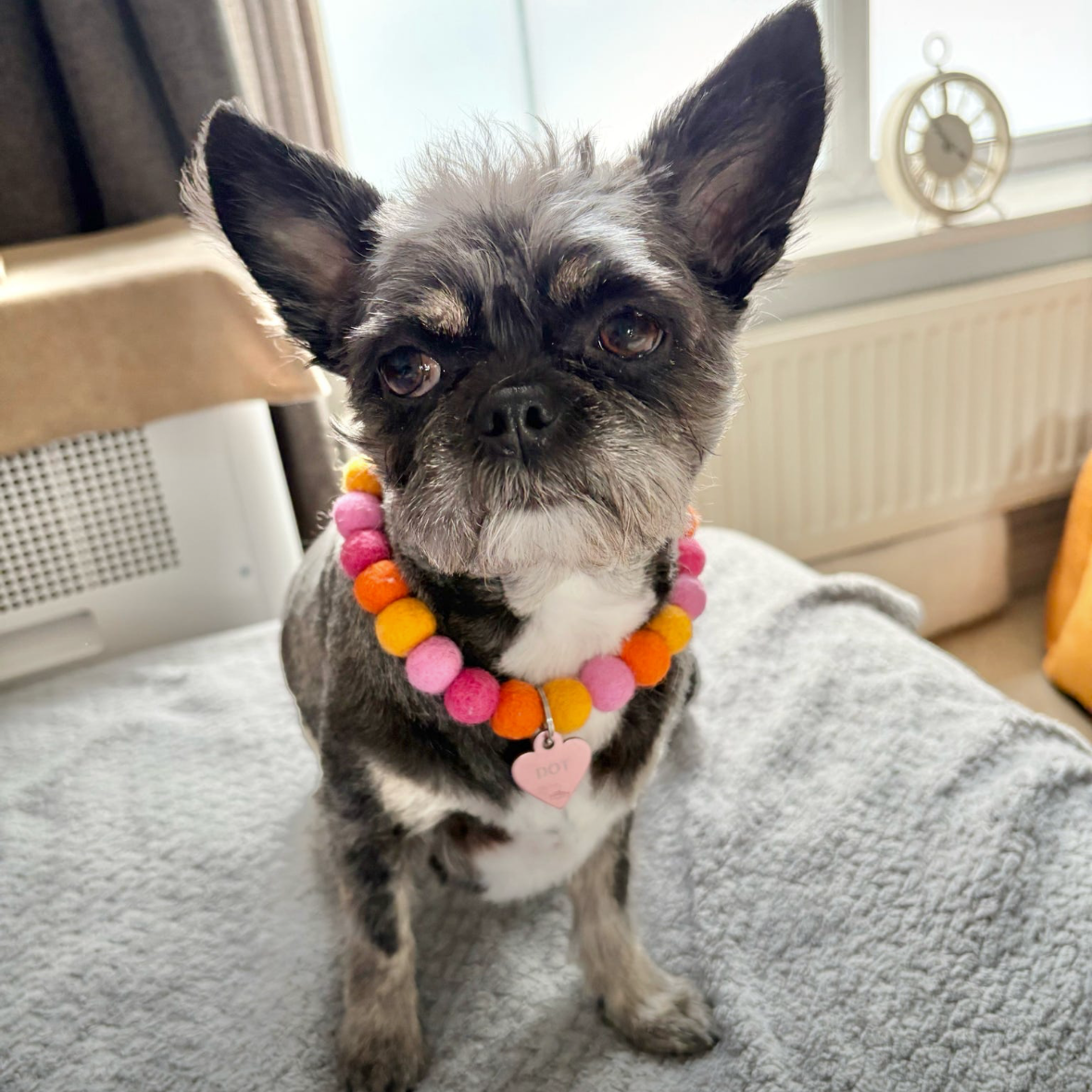 Ariel Pet Pom Pom Collar