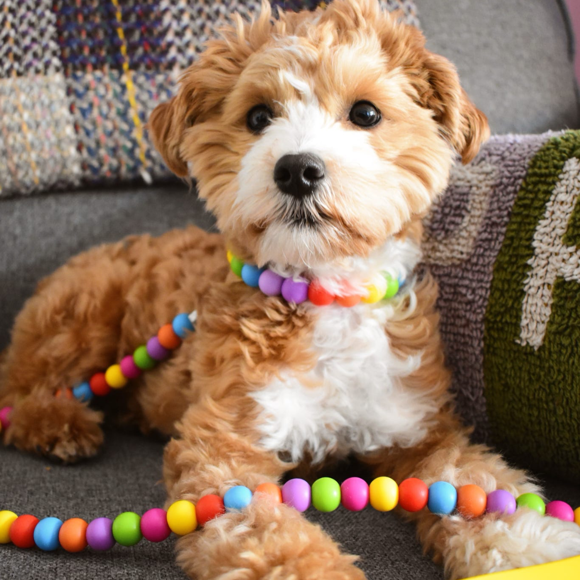 Rainbow Biothane Dog Lead