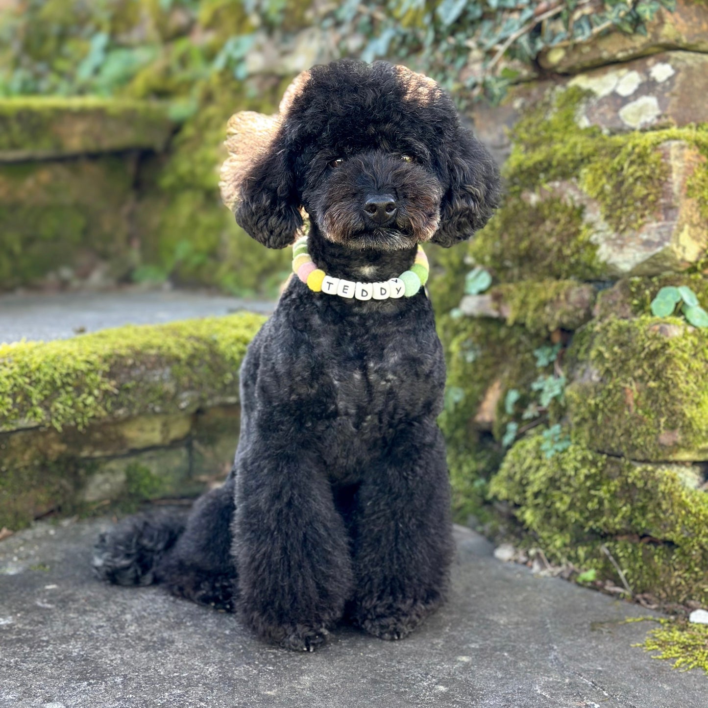Alphabet Pom Pom Collar