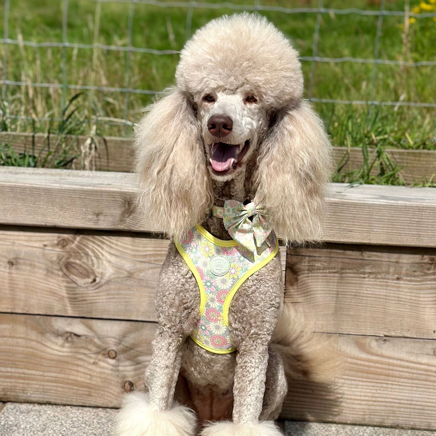 Poodle sitting on a wooden bench with a grassy background