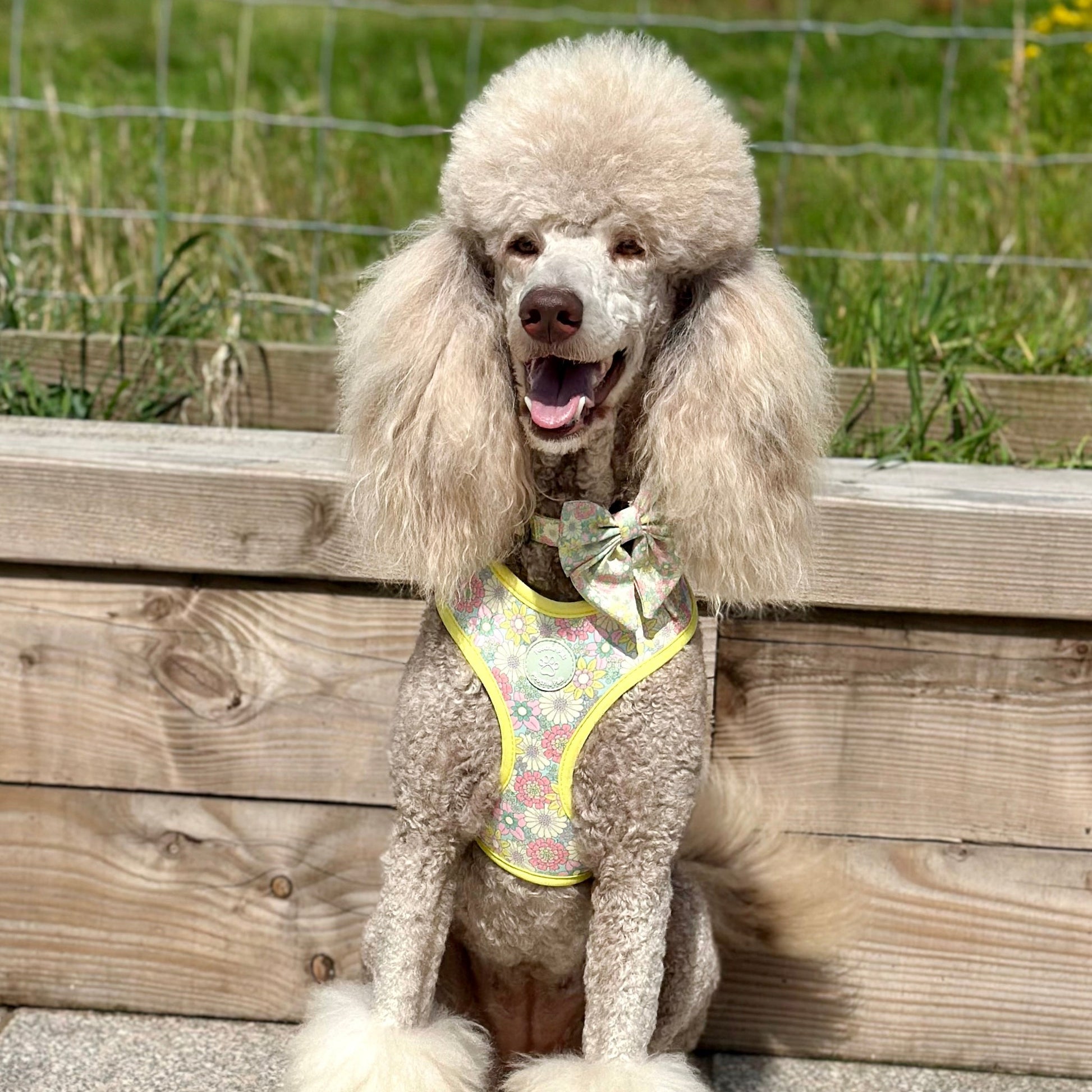 Poodle sitting on a wooden bench with a grassy background