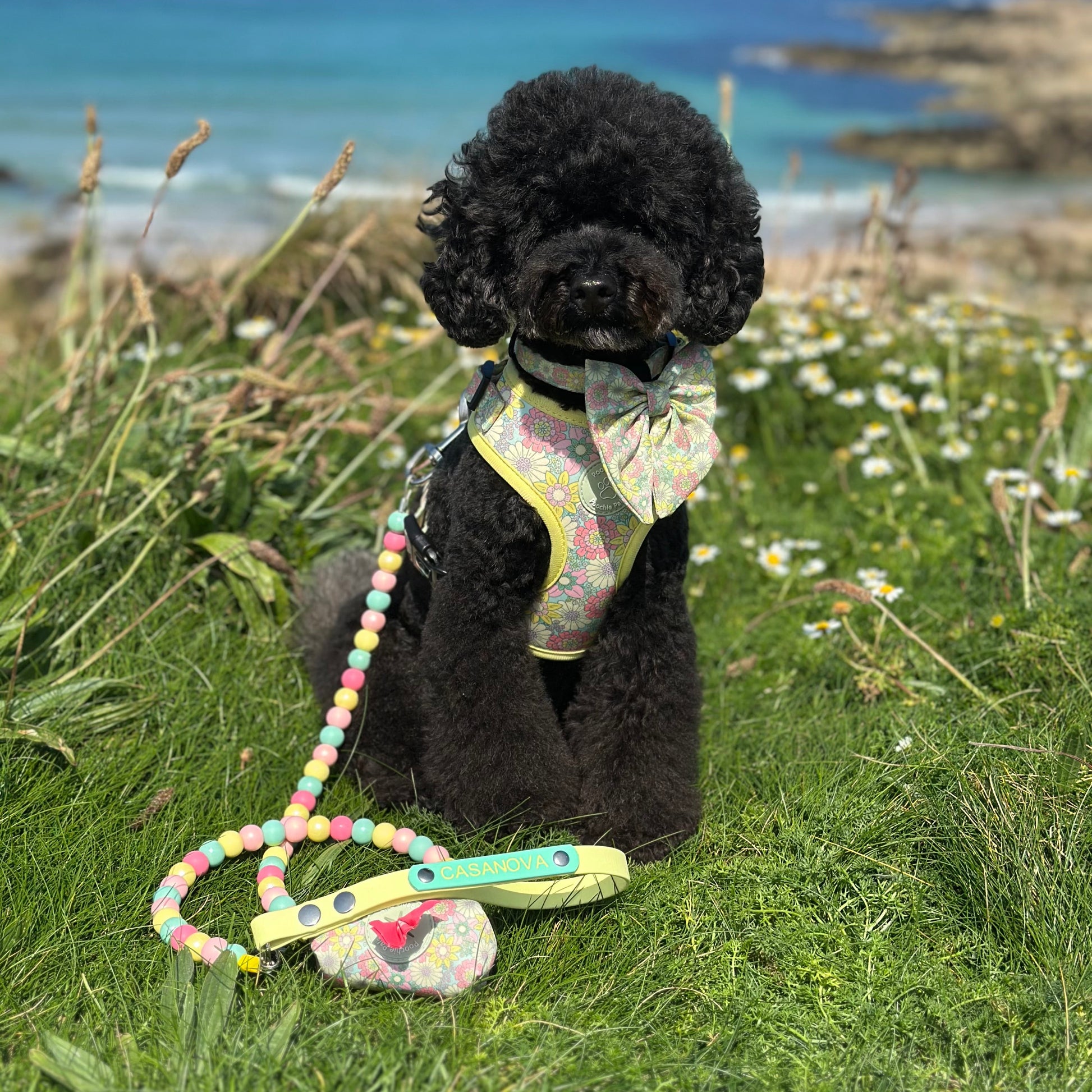 Black poodle in a colorful harness with a beaded leash on grass near the ocean.