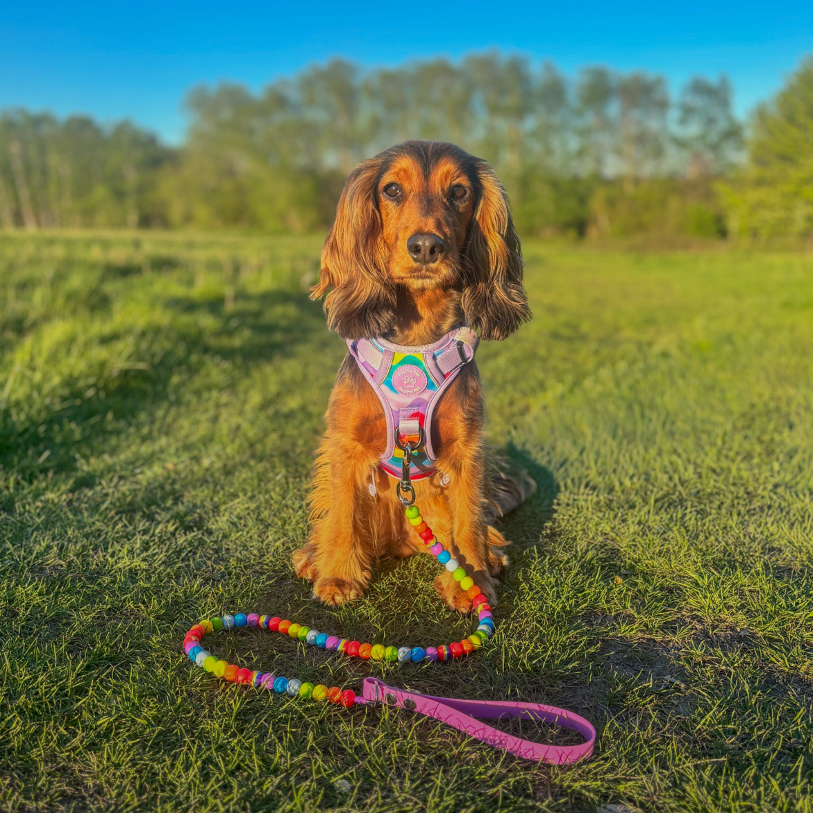 Rainbow Walkies 3 Click Harness