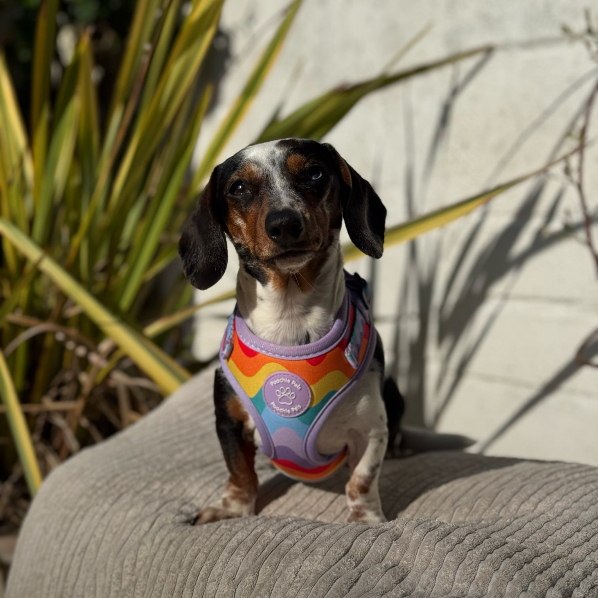 Rainbow Walkies Adjustable Harness