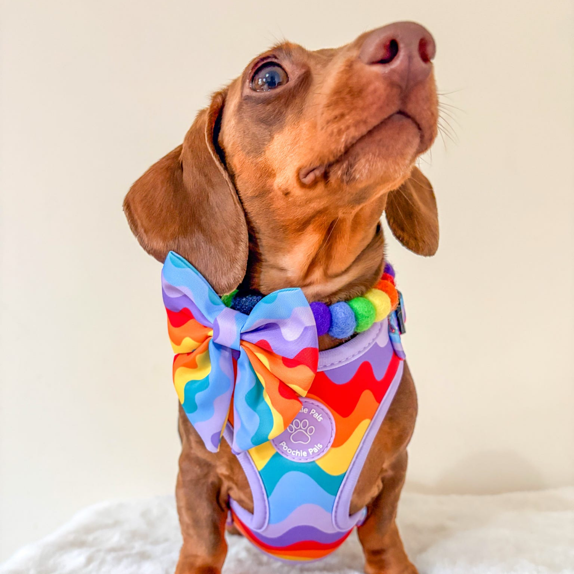 Rainbow Walkies Adjustable Harness
