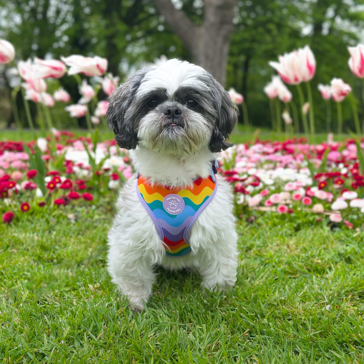 Rainbow Walkies Adjustable Harness