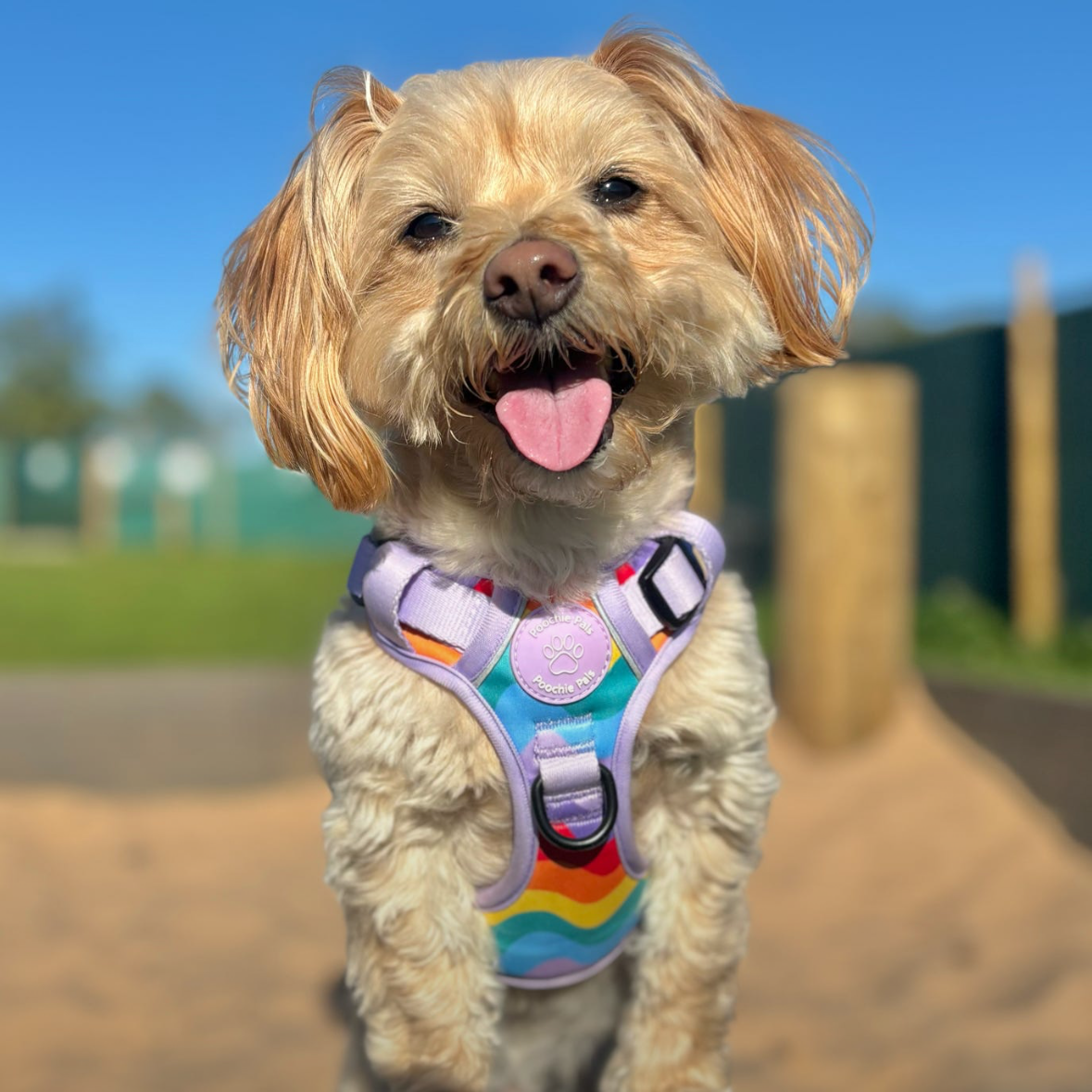 Rainbow Walkies 3 Click Harness