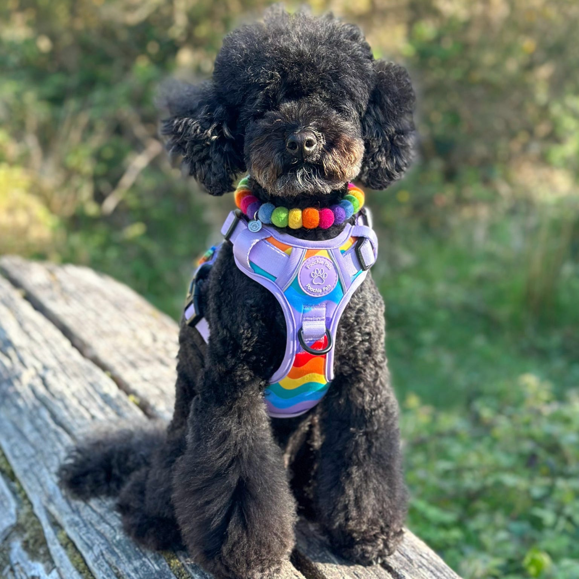 Small black dog wearing a colorful harness sitting on a wooden bench outdoors.
